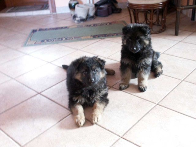 Altdeutsche Schäferhund-Welpen suchen Zuhause - Rassehunde Schaeferhund - Berlin