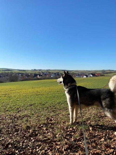 Sibirien Husky Deckrüde  - Rassehunde Husky - Volkmarsen