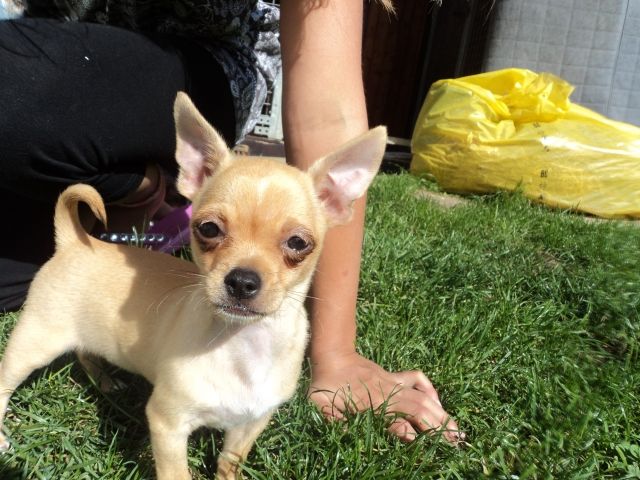 Süßer Chihuahuawelpe  - Rassehunde Chihuahua - Neckarwestheim