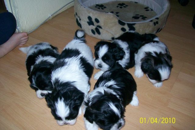 Zuckersüße shi-tzu welpen - Rassehunde Shih Tzu - merseburg
